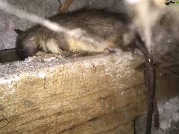 Dead Rat Removal Thorneside